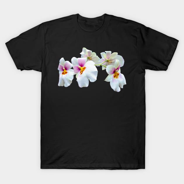 Orchid Miltoniopsis Florentine T-Shirt by SusanSavad